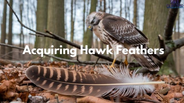 Acquiring Hawk Feathers