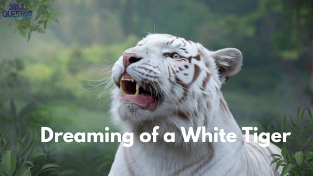 Dreaming of a White Tiger