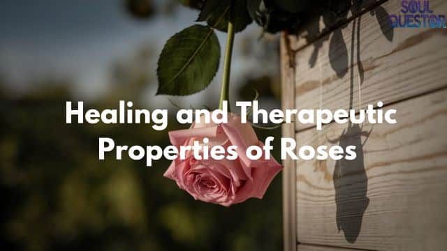 Healing and Therapeutic Properties of Roses