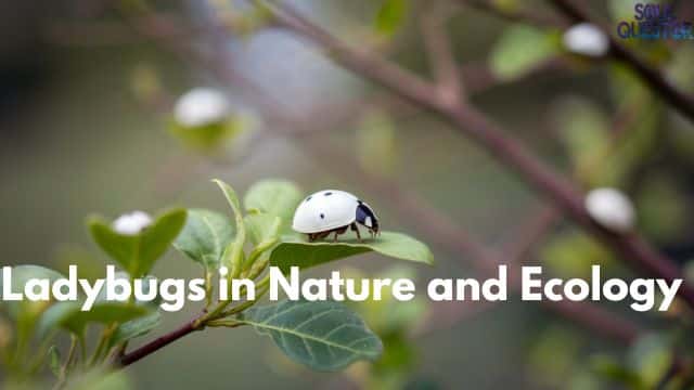 Ladybugs in Nature and Ecology