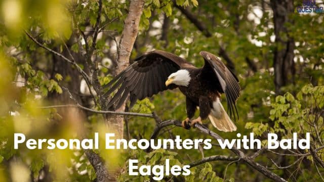 Personal Encounters with Bald Eagles