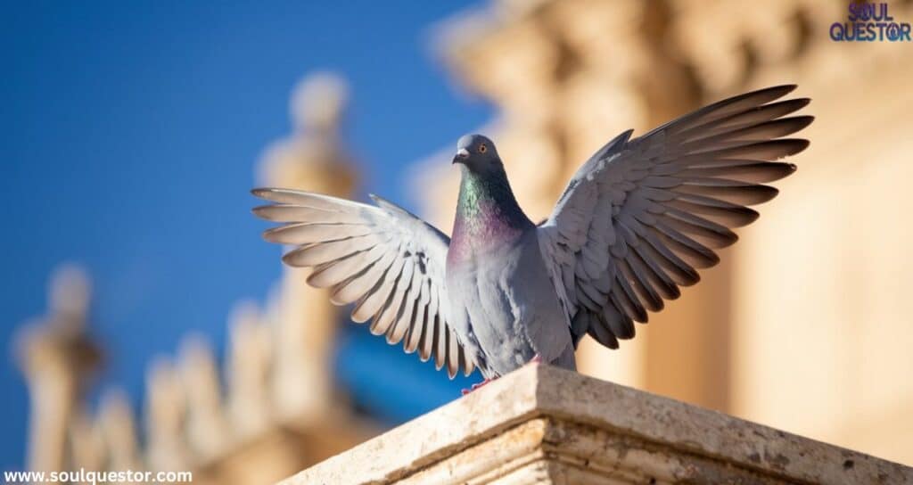 Pigeons Spiritual meaning and Symbolism