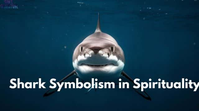 Sharks Spiritual Meaning: Unlock the Ocean's Powerful Symbolism - Soul ...