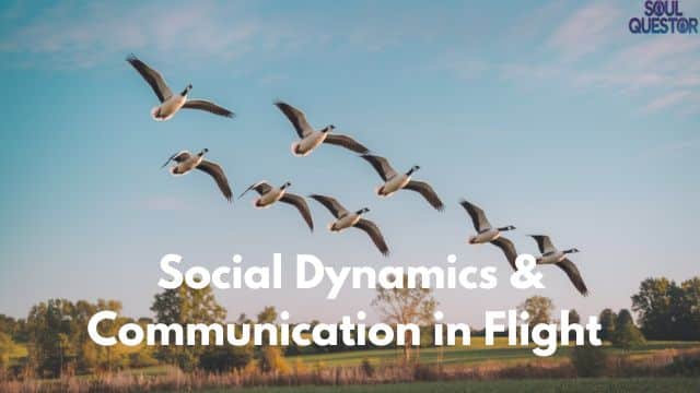 Social Dynamics & Communication in Flight