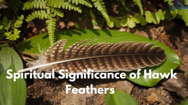 Spiritual Significance of Hawk Feathers