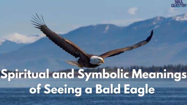 Bald Eagle Sightings: Uncover Their Powerful Meaning