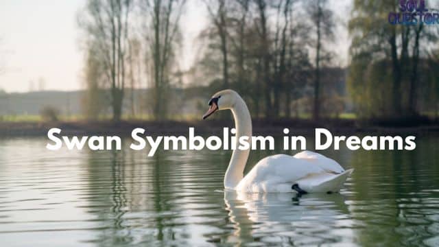 Swan Symbolism in Dreams