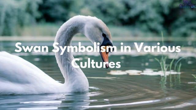 Swan Symbolism in Various Cultures