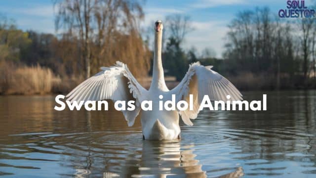 Swan as a  idol Animal