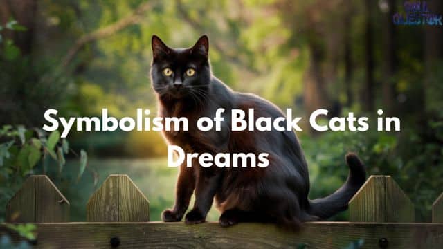 Symbolism of Black Cats in Dreams