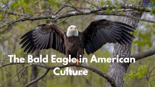 The Bald Eagle in American Culture