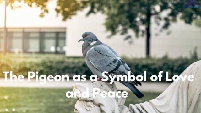 Pigeon spiritual meaning