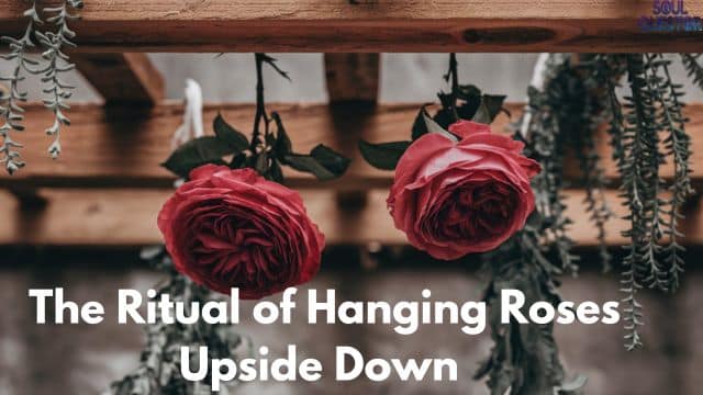 The Ritual of Hanging Roses Upside Down