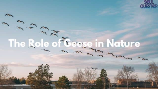 The Role of Geese in Nature