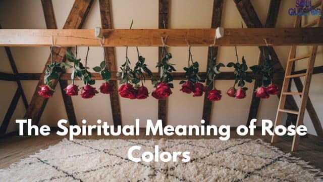 The Spiritual Meaning of Rose Colors