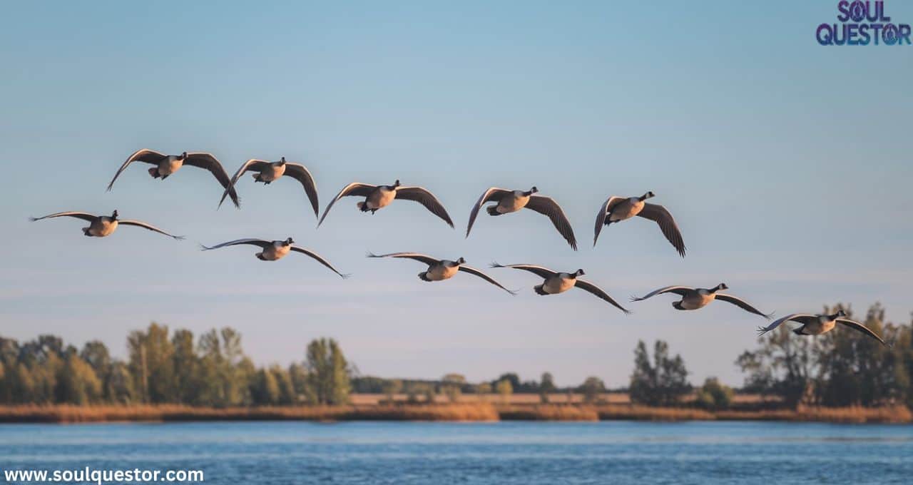 What Does it Mean When You See a Flock of Geese Flying