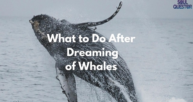 What to Do After Dreaming of Whales