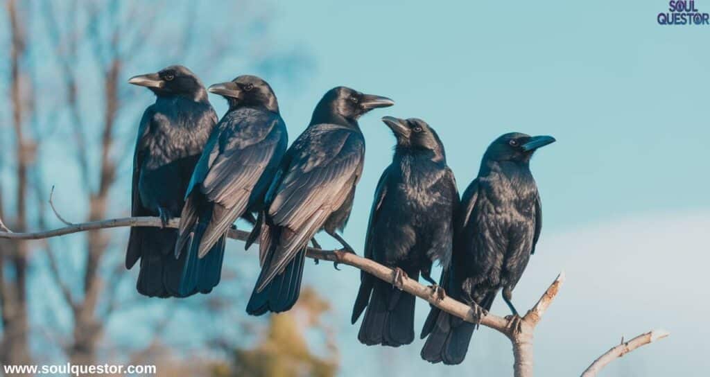 spiritual meaning of five crows