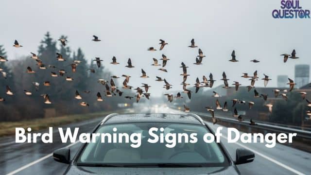 Bird Warning Signs of Danger