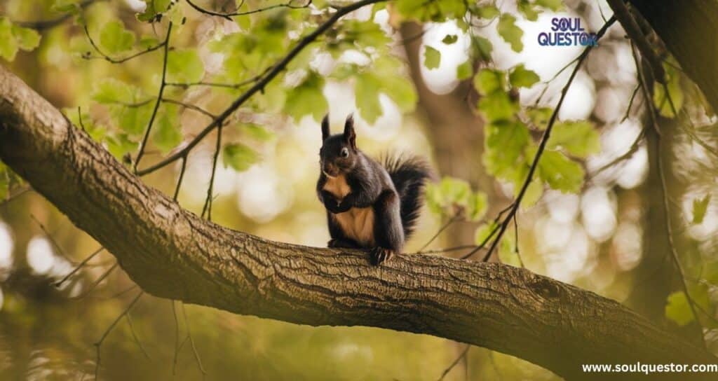 Black Squirrel Meaning Discover the Hidden Spiritual Significance