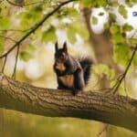 Black Squirrel Meaning Discover the Hidden Spiritual Significance