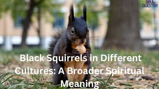 Black Squirrels in Different Cultures A Broader Spiritual Meaning