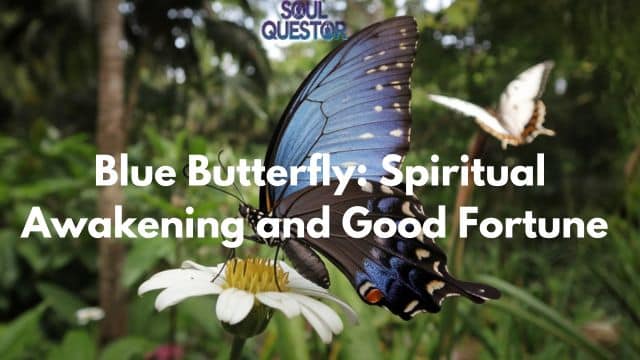 Blue Butterfly Spiritual Awakening and Good Fortune