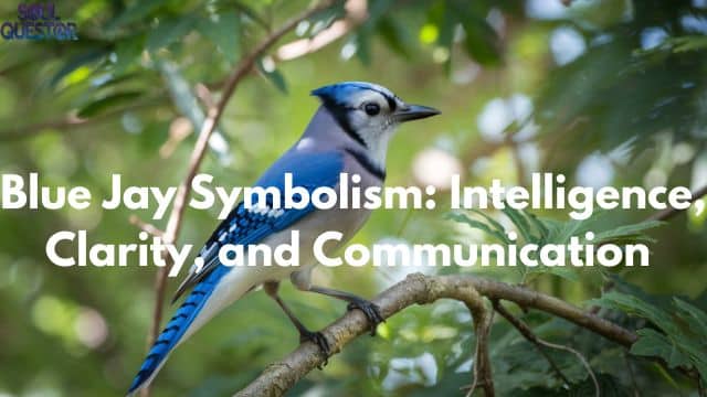 Blue Jay Symbolism Intelligence, Clarity, and Communication