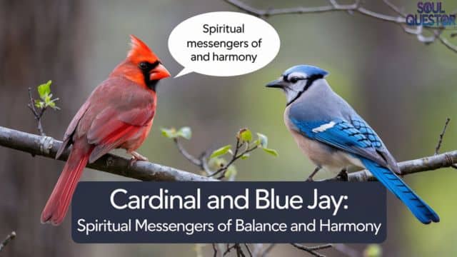 Cardinal and Blue Jay Spiritual Messengers of Balance and Harmony