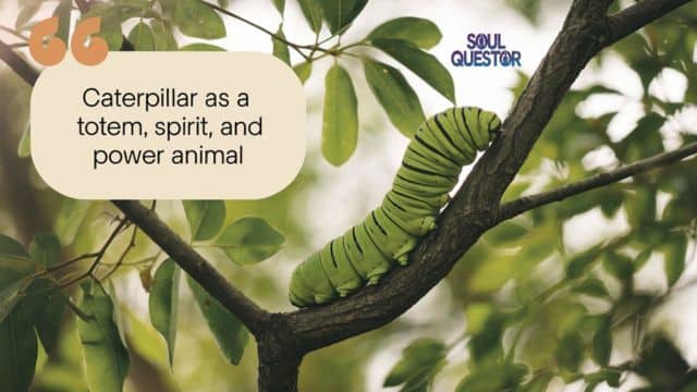 Caterpillar as a Totem, Spirit, and Power Animal