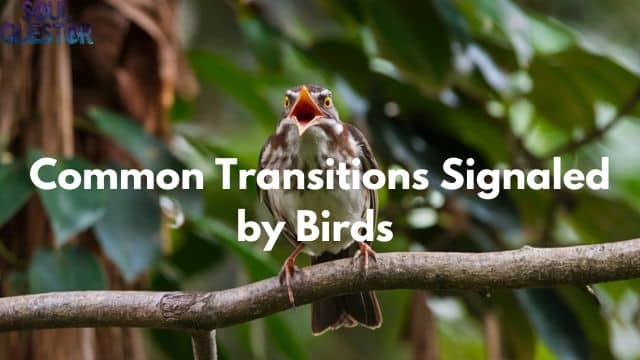 Common Transitions Signaled by Birds