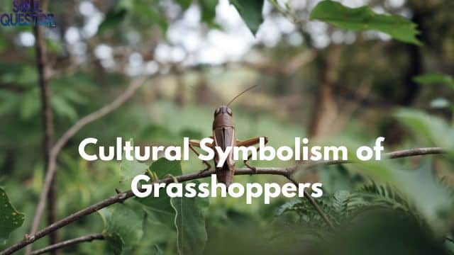 Cultural Symbolism of Grasshoppers