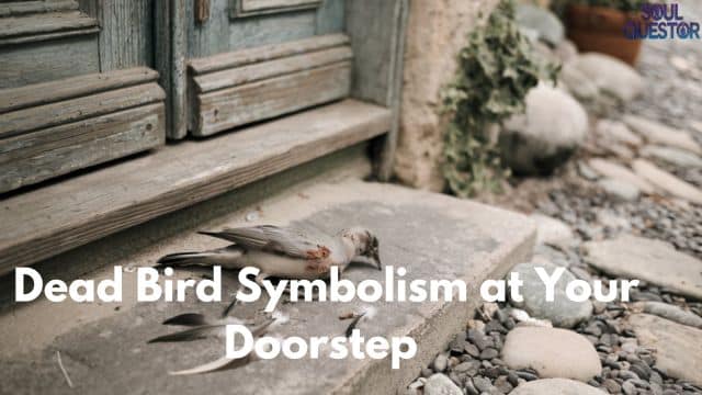 Dead Bird Symbolism at Your Doorstep