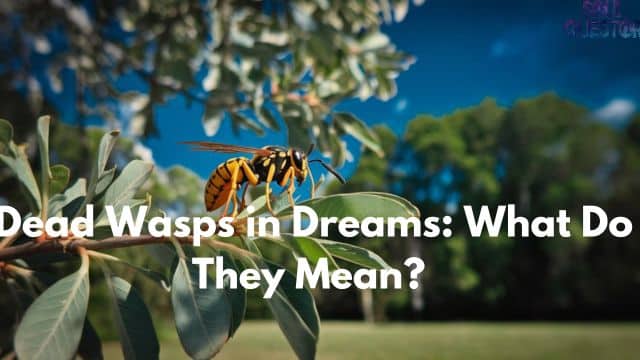 Dead Wasps in Dreams What Do They Mean