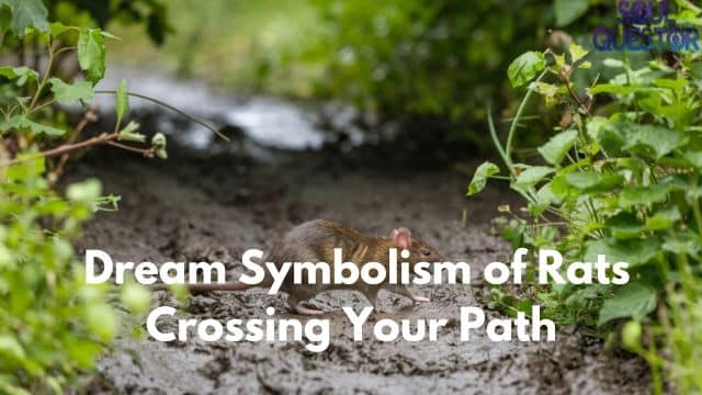 Dream Symbolism of Rats Crossing Your Path