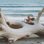 Driftwood Spiritual meaning and symbolism behind it