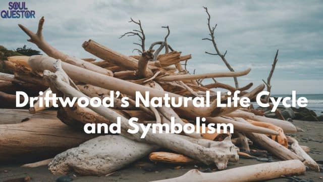 Driftwood’s Natural Life Cycle and Symbolism