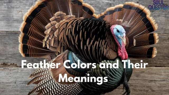 Feather Colors and Their Meanings