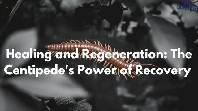 Healing and Regeneration The Centipede's Power of Recovery