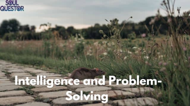 Intelligence and Problem-Solving