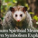 Possum Spiritual Meaning Hidden Symbolism Explained