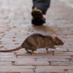 Rat Spiritual Meaning Means When a Rat Crosses Your Path