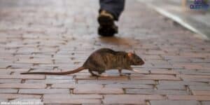 Rat Spiritual Meaning Means When a Rat Crosses Your Path