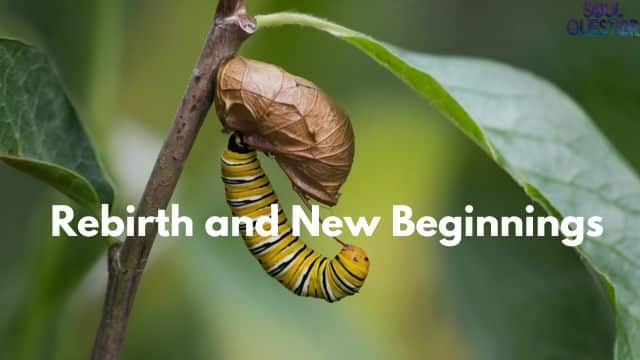 Rebirth and New Beginnings