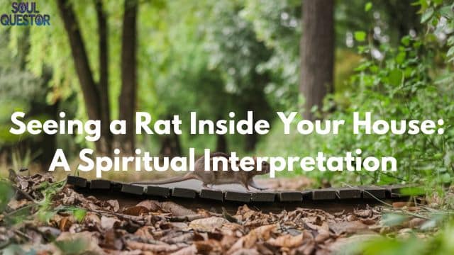 Seeing a Rat Inside Your House A Spiritual Interpretation