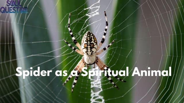 Spider as a Spiritual Animal