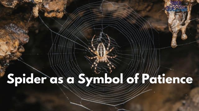 Spider as a Symbol of Patience