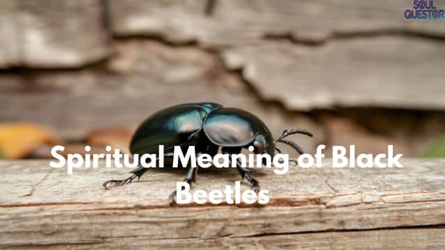 Spiritual Meaning of Black Beetles