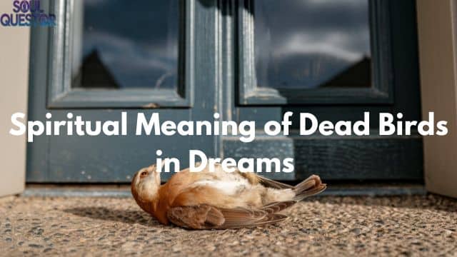 Spiritual Meaning of Dead Birds in Dreams