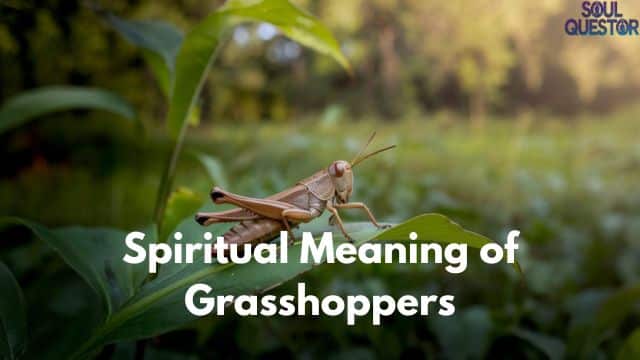 Spiritual Meaning of Grasshoppers